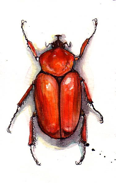 00 Tattoo, Red Insects, Red Beetle, Raw Art, Beetle Art, Red Pigment, Beetle Insect, Red Wood, Insect Art