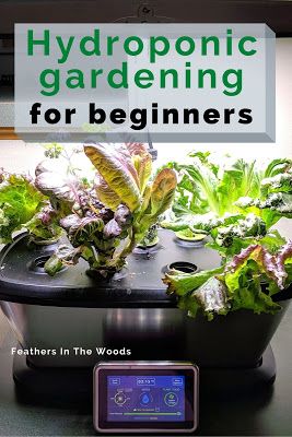 Best Hydroponic Plants Indoor Gardening, Growing Lettuce In Water, Hydroponic Herbs, Hydroponic Gardening For Beginners, Aero Garden, Hydroponic Gardening Diy, Indoor Hydroponic Gardening, Hydroponic Lettuce, Hydroponic Gardening System