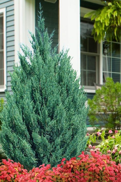 Blue Point Juniper: Perfect Screening Plant for Pots and Small Gardens Blue Arrow Juniper, Clover Garden, Blue Point Juniper, Juniper Shrub, Creating A Book, Conifers Garden, Juniper Tree, Hillside Landscaping, Asian Garden