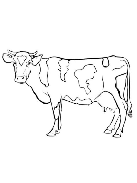 Cow Drawing Realistic, Cow Drawing Simple, Drawings Of Cows, Cows Coloring Pages, Cow Drawing Cute, Cattle Drawing, Cows Drawing, How To Draw Cow, Highland Cow Drawing