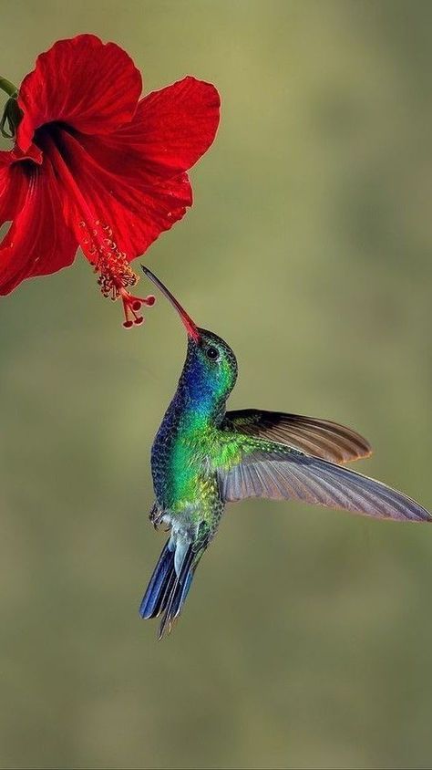 Happy Birthday Bob, Future Photography, Wild Birds Photography, Hummingbirds Photography, Hummingbird Photos, Hummingbird Pictures, Hummingbird Painting, Flowers Quotes, Birds Photography