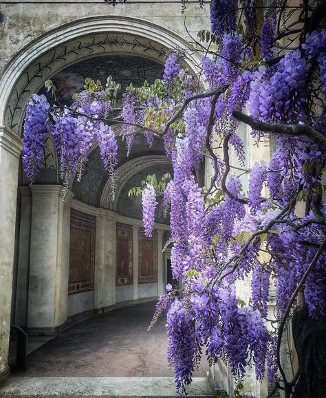 Purple Academia Aesthetic, Purple Academia, Nature Perspective, Botanic Flowers, Nature Bathroom, Spring Scenes, Gardening Crafts, Wisteria Lane, Royal Purple Color