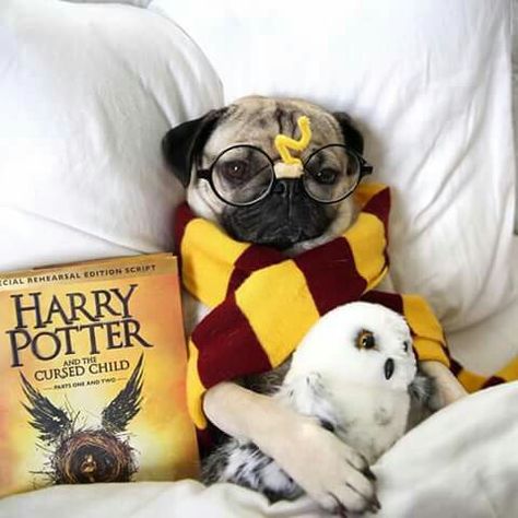 Harry Pugter! Harry Potter Book, A Pug, Wearing Glasses, Pug Dog, Pug, Harry Potter, Bed