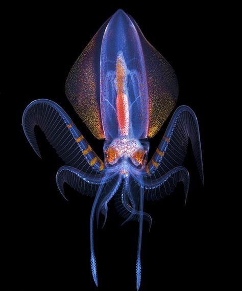 A Diamond Squid putting on a show in the darkness Deep Sea Squid, Funny Photoshop, Deep Sea Creatures, Underwater Creatures, Magic Eyes, Palm Beach Florida, Photoshop Art, Ocean Creatures, Beach Florida