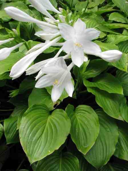 The Plantain Lily: More Than Just a Hosta! – Laidback Gardener White Hosta, Hosta Plantaginea, Hosta Flower, Hakone Grass, Geranium Macrorrhizum, Plantain Lily, Hosta Varieties, Perennial Grasses, Hosta Gardens