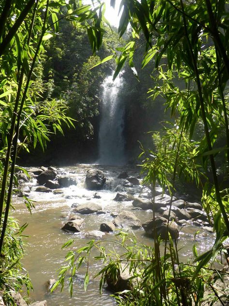 Bamboo Waterfall, Environment Reference, Forest Waterfall, Waterfall Paintings, Road To Hana, Japanese Bamboo, Bamboo Forest, On The Road, Terrarium