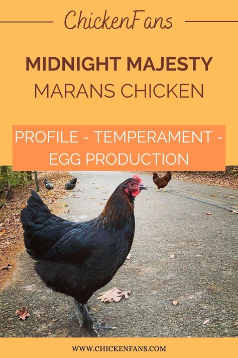 Small Chicken Breeds, Maran Chickens, Silkie Rooster, Fluffy Chicken, Meat Birds, Blue Chicken, Chicken Bird, Black Chickens, Backyard Chicken Farming