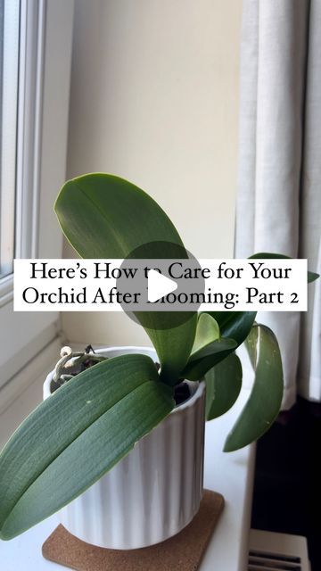 ENCHANTING ORCHIDS | ORCHID CARE TIPS on Instagram: "🌿 Not Sure What to Do After Your Orchid is Done Blooming? 🌸

Before we dive in, be sure to like and save this post 📌 and hit that follow button for more exclusive orchid care insights!

🌱 If your orchid looks like the one in my reel, with its flowers gone and spikes dried up, don’t worry! You might be tempted to throw it away, but there’s still plenty of life left in your orchid.

🌸 After blooming, one option is to repot your orchid. However, repotting is only necessary if the plant has outgrown its pot or the potting mix has broken down. In this case, I chose not to repot since it’s still comfortably settled in its pot.

✂️ Instead, I focused on cutting the spent spikes. First, I gently removed the support stake and fasteners holdi Repotting Orchids, The Spike, Orchid Care, Follow Button, The Plant, Dive In, Orchids, The One, Plants