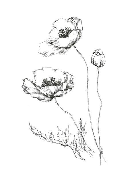 Ink Art Flowers, Poppy Sketch, Flower Art Work, Poppy Flower Drawing, Poppy Flower Art, White Floral Decor, Poppy Drawing, Poppies Tattoo, Bird Sketch