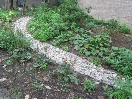 Drainage Around House, Downspout Garden, Magical Backyard, Fairfax County Virginia, Soil And Water Conservation, Landscape Drainage, Backyard Drainage, Special Plants, Drainage Ditch