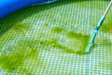 How to Identify Different Types of Algae in Your Pool? - Pool Cleaning SG Green Pool Water, Pool Cleaning Tips, Pool Algae, Spa Store, Swimming Pool Cleaning, Green Pool, Pool Pool, Pool Vacuum, Swimming Pool Water