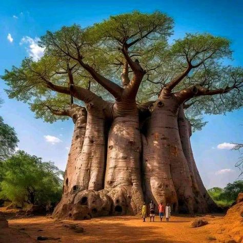 Weird Trees, Tree House Plans, Baobab Tree, Giant Tree, Scenic Photography, Old Trees, Unusual Plants, Ancient Tree, Unique Trees