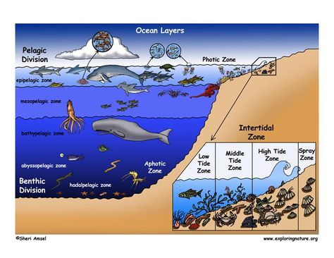 Ocean Diagram, Intertidal Zone, Layers Of The Ocean, Ocean Zones, Ocean Theme Preschool, Ocean Projects, Ocean Ecosystem, Science Camp, Ocean Unit