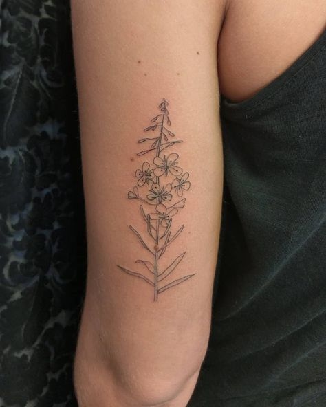 Lovely little fireweed tattoo #fireweed #fireweedtattoo #armtattoo #womentattooingwomen #womenwhotattoo #womenwithtattoos #femaletattooer… Fireweed Tattoo, Alaskan Tattoos, Alaska Tattoo, Tattoo Placement Arm, Wildflower Tattoo, Sweet Tattoos, Traditional Tattoo Art, Line Art Tattoos, Discreet Tattoos