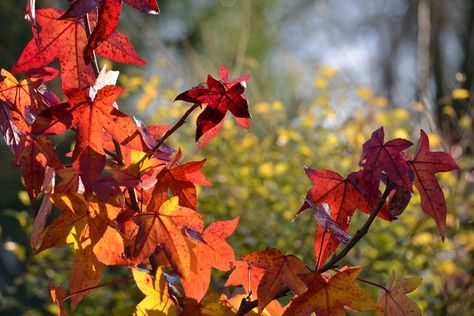 Tree Id, Amber Tree, Arbour Day, Native Garden, Tree Care, Tree Roots, Nature Garden, Tree Leaves, Garden Trees