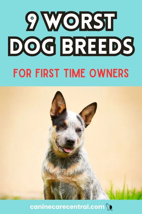 1st Time Dog Owner, Dog Quizzes, Dog Breeds Chart, Aggressive Dog Breeds, Calm Dog Breeds, Family Friendly Dogs, Getting A Dog, Rare Dogs, Rare Dog Breeds