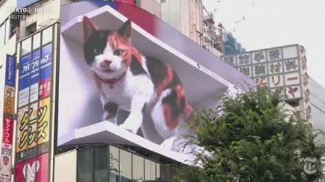 A Digital Cat Is Melting Hearts (and Napping a Lot) in Japan - The New York Times Digital Billboard, Cat Yawning, Giant Cat, Shinjuku Tokyo, Japanese Cat, 3d Video, Cat People, Miyazaki, Cat Drawing