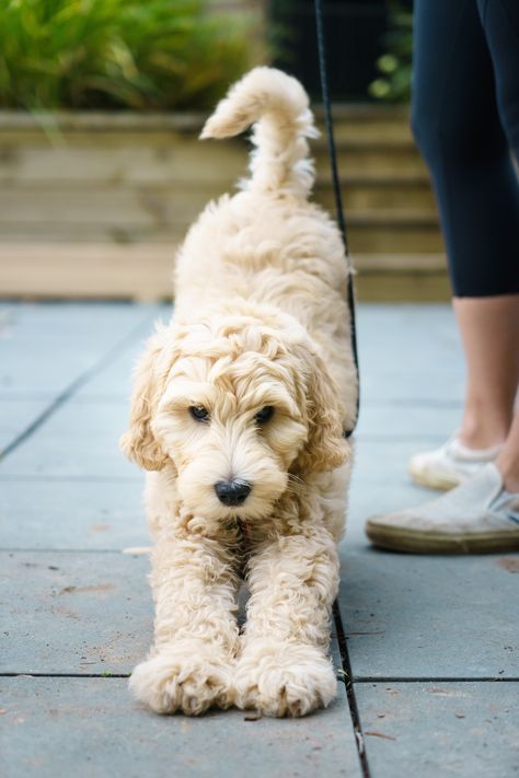 Australian Labradoodle Mini, Labradoodle Mini, Australian Labradoodle Puppies, Labradoodle Puppies, Australian Labradoodle, Labradoodle Puppy, Dream Dog, Summer Glow, Labradoodle