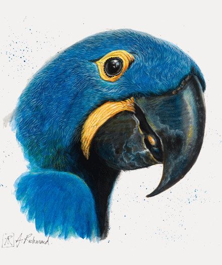 Hyacinth Macaw, Blue Hyacinth, Colored Pencil Artwork, Macaw Parrot, Colored Pencil Techniques, Pet Rocks, Animal Sketches, Bird Drawings, Vintage Birds