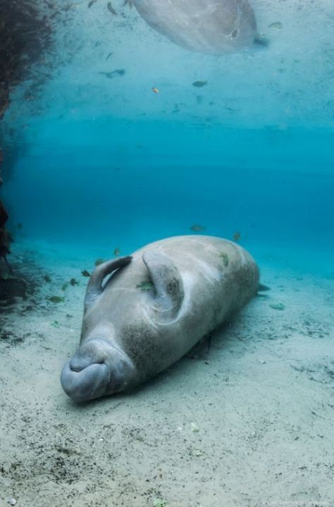 Barbara Manatee, Sea Mammal, Sea Cow, Taking A Nap, Water Animals, Underwater Creatures, Underwater Life, Aquatic Animals, Marine Mammals