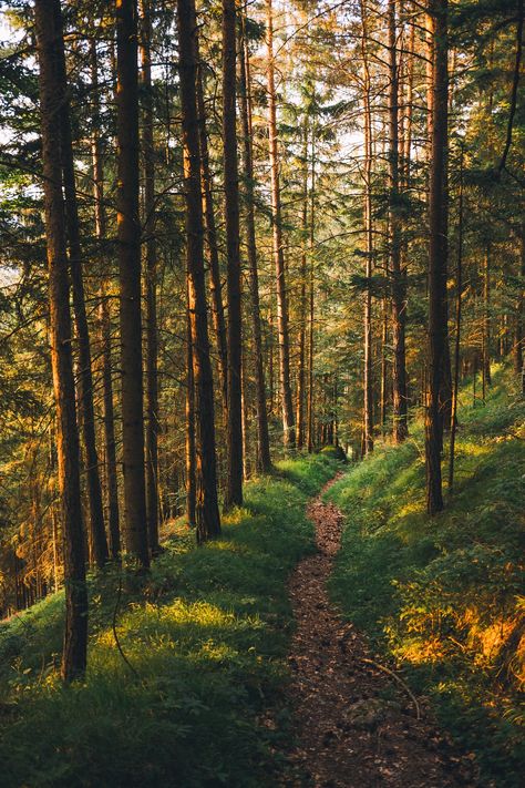 숲 사진, Forest Path, Beautiful Background, Alam Yang Indah, Colorful Style, Nature Aesthetic, Pretty Places, Nature Wallpaper, Wallpaper Aesthetic