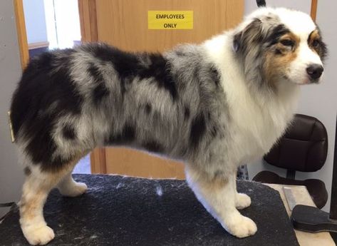 Dearest Darling Dearest Darling saved to life Image result for australian shepherd grooming Australian Shepherd Haircut, Australian Shepherd Grooming, Grooming Australian Shepherd, Toy Aussie, Australian Shepherd Blue Merle, Aussie Shepherd, Australian Shepherd Puppy, Aussie Puppies, Dog Haircuts