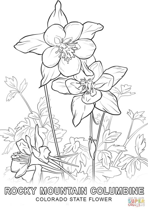 Colorado State Flower coloring page | Free Printable Coloring Pages Colorado State Flower, State Flowers, Columbine Flower, Flag Coloring Pages, Flower Line Drawings, Preschool Coloring Pages, Flower Drawings, Flowers Drawing, Bird Coloring Pages