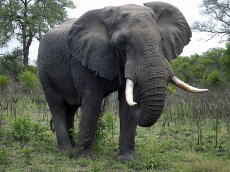 Found on Bing from www.environment.co.za Elephant Species, Newborn Elephant, Male Elephant, African Forest Elephant, Elephant Facts, African Bush Elephant, Bull Elephant, Wild Kratts, Elephant Sanctuary