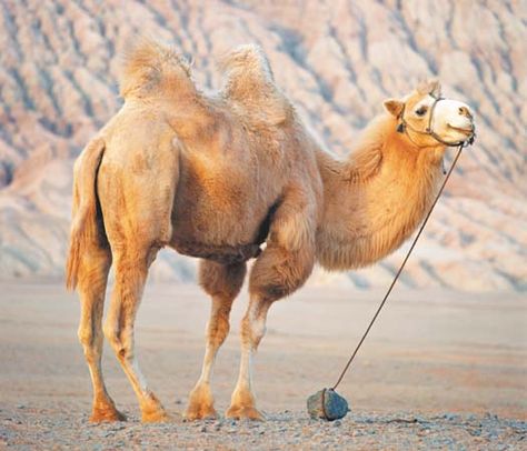 Camel Tattoo, Funny Camels, Camel Riding, Camel Animal, Birth Colors, Camels Art, Baby Camel, Bactrian Camel, Animal Tshirt