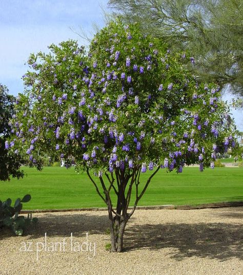 Second link - How to prune Texas Mountain Laurel: http://homeguides.sfgate.com/directions-pruning-texas-mountain-laurel-97773.html Texas Mountain Laurel, Cherry Laurel, Desert Trees, Laurel Tree, Arizona Landscape, Deer Resistant Plants, Mountain Laurel, Garden Shrubs, Desert Garden