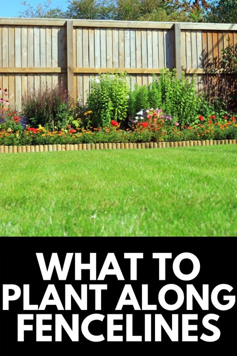 Plants By Fence Backyards, Fence Gardening Ideas, Plants For Backyard Landscaping Ideas, Gardening Along A Fence, Outdoor Plant Ideas Backyards, Backyard Landscaping Around Fence, Backyard Along Fence Landscaping, Garden By Fence Backyards, Flower Bed Next To Fence