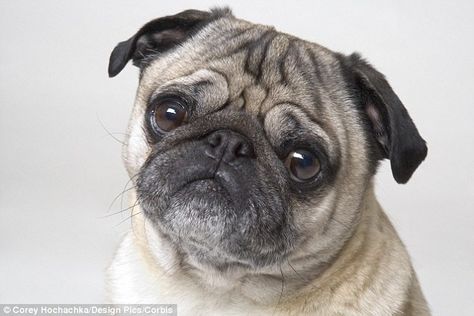 The Royal Veterinary College has said facelifts for bulldogs and pugs have surged (file picture shows a pug) Flat Faced Dogs, Pug Face, Pug Photos, Dog Training Videos, Animal Advocacy, Best Dog Food, Pug Puppies, Dog Barking, Pug Life