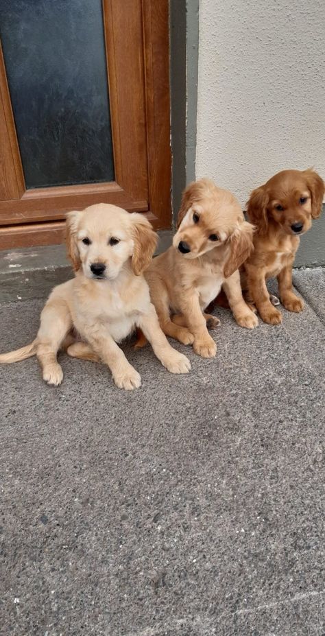 About Golden Cocker Retrievers — Green Valley Kennel - Cavachon, Golden Retriever and Golden Cocker Retriever puppies for sale in Limerick. Dakota Sport Retriever, Cocker Retriever, Golden Cocker Spaniel Puppies, Golden Retriever Cocker Spaniel, Gold Cocker Spaniel Puppy, Golden Cocker Retriever, Golden Cocker Spaniel Aesthetic, Cocker Spaniel Golden, Golden Retriever Cocker Spaniel Mix Dogs