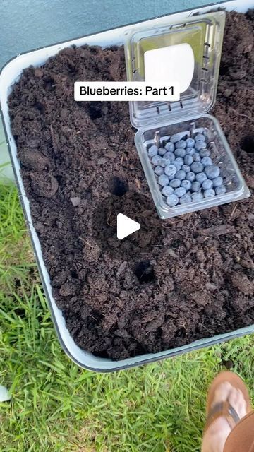 Marian Owens on Instagram: "#blueberries #gardening #garden  #growingfood #grow #growing" Grow Blueberries From Fruit, Blueberry Planting Ideas, How To Plant Blueberry Bushes, How To Grow Blueberries In A Pot, Growing Blueberries In Containers, How To Grow Blueberries, Blueberry Plants Gardening, Blueberries Garden, How To Plant Blueberries