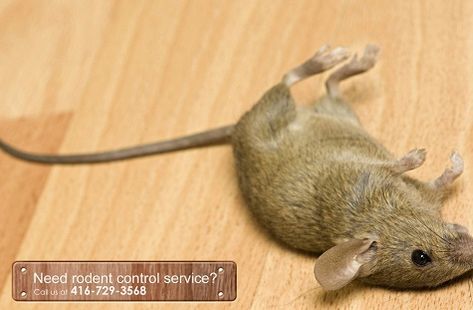 We offer expert service at the best price for pest control in the market. We specialize in mouse & mice control in the Aurora area. Dead Mouse, Parquet Floor, Pest Control Services, Reference Pictures, The Aurora, Pest Control, Birds In Flight, Mice, Jdm