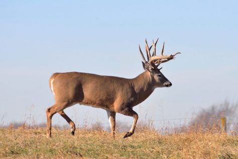 "Oh no, you shot Grayface!" That was the reaction of two hunters to an old 10-pointer my dad shot during the 1999 deer season. We learned from these hunters they had been watching this buck, who they named for his unusually gray muzzle, all season. The thing that amazed us was the spot they'd been […] The post This is How Far Bucks Really Wander During the Peak of the Rut appeared first on Wide Open Spaces. Best Walleye Lures, Big Whitetail Bucks, Deer Images, Deer Processing, Deer Feeders, Outdoors Man, Deer Stands, Whitetail Deer Hunting, Outdoor Skills