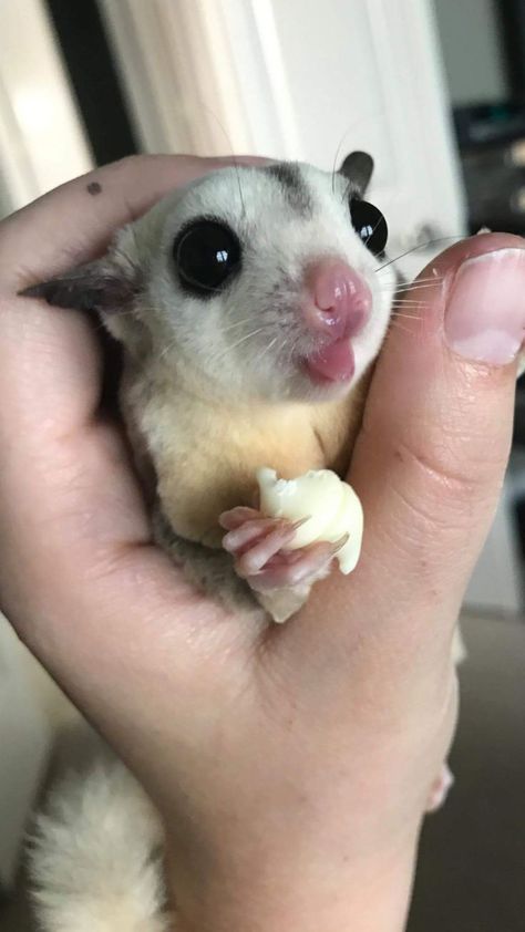 Sugar Glider Cute, Cute Sugar Glider, Sugar Glider Care, Sugar Glider Pet, Sugar Glider Cage, Cute Animal Tattoos, Animal Aesthetic, Tattoo Nature, Sugar Gliders