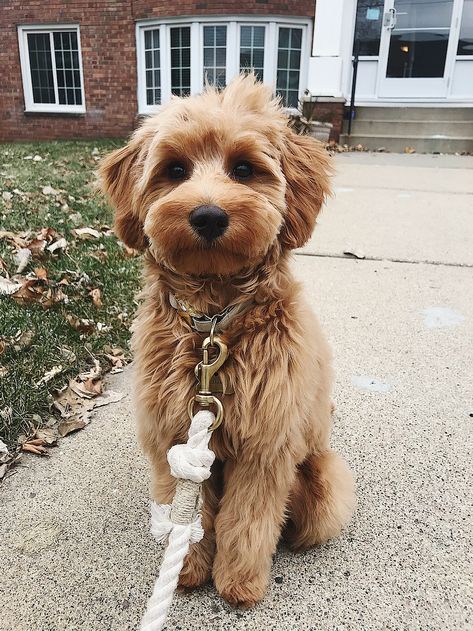 Golden Doodle Puppy Cut, Aussiedoodle Haircut, Mini Goldendoodle Full Grown, Cockapoo Haircut, Stringy Hair, Cockapoo Grooming, Labradoodle Grooming, Goldendoodle Haircuts, Mini Golden Doodle