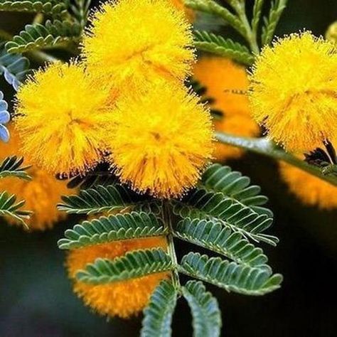 mimosas Acacia Baileyana, Mimosa Tree, Mimosa Flower, Street Trees, Australian Plants, Unusual Plants, Tree Seeds, Flower Therapy, Native Garden