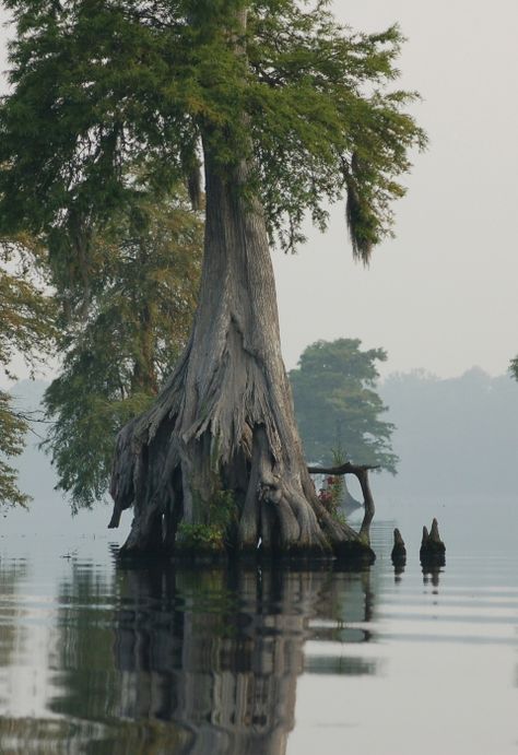 Great Dismal Swamp National Wildlife Refuge | U.S. Fish & Wildlife Service Great Dismal Swamp, Dismal Swamp, African American History Month, Kingdom Plantae, Bald Cypress, Kingdom Animalia, White Cedar, Natural Heritage, John 3 16