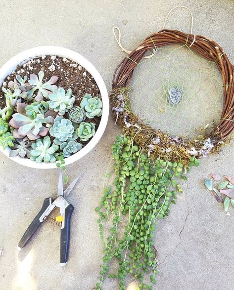 Botanical Bright - Taking Apart Your Living Succulent Dreamcatcher Succulent Wreath Diy, Succulent Wreath, Deco Nature, Hanging Succulents, Succulent Gardening, Garden Terrarium, Garden Art Sculptures Diy, Succulent Terrarium, Wreath Diy