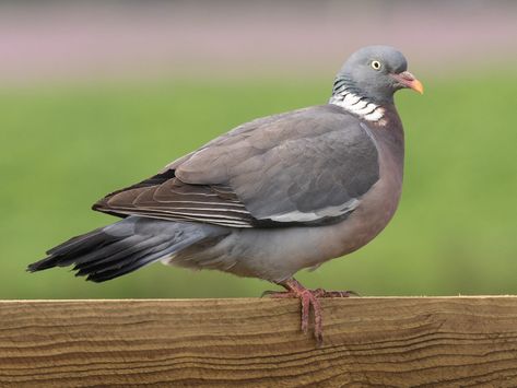 Rock Pigeon, Feral Pigeon, Wings Band, White Wing, Wood Pigeon, Red Bill, What Is A Bird, Common Birds, Bird Feeding