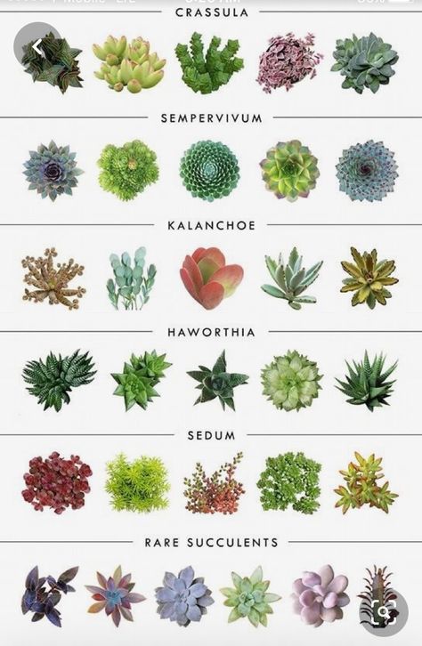 Succulent Garden Outdoor, Different Types Of Succulents, Succulent Names, Types Of Succulents Plants, Beautiful Terrariums, Herb Garden Design, Succulent Garden Diy, Types Of Succulents, Artificial Foliage