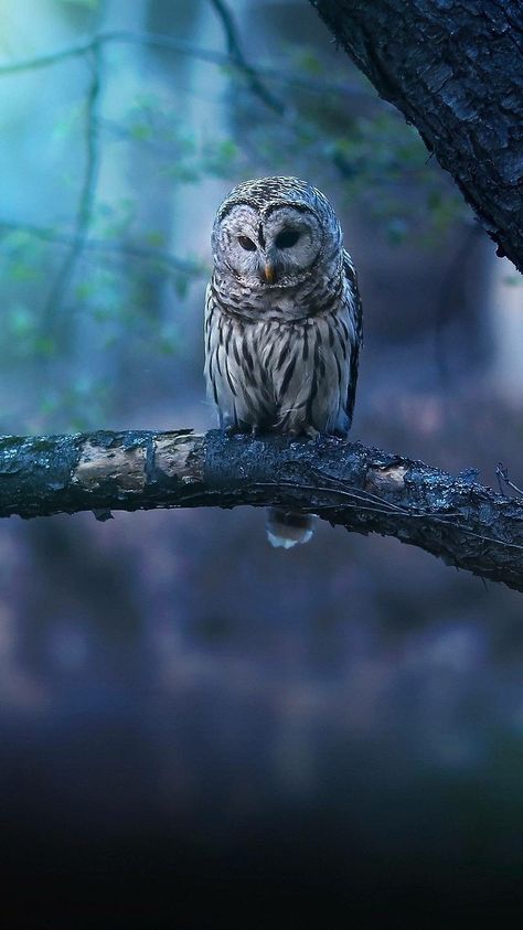 Owl wallpaper Owl Wallpaper Iphone, Owl Wallpaper, Wallpaper Iphone, Iphone