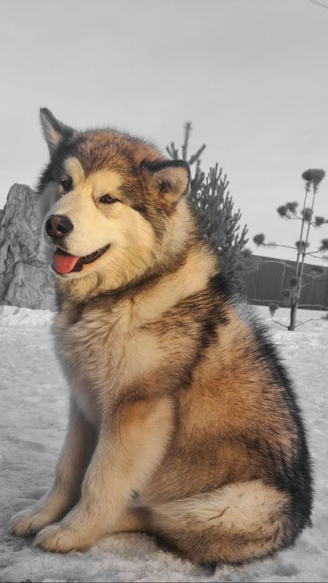 Alaskan malamute puppies for SALE breeder beautiful dog husky kennel a photo pet klub Alaskan Dog, Alaska Dog, Greenland Dog, Dogs Tattoo, Alaskan Malamute Puppies, Malamute Husky, Family Friendly Dogs, Wallpaper Dog, Dog Husky