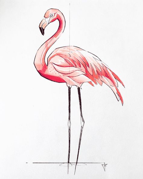 Flamingo Illustration Art, Flamingo Art Drawing, Flamingo Bird Drawing, Flamingo Sketch Drawings, Simple Flamingo Drawing, How To Draw A Flamingo, Flamingo Drawing Pencil, Drawings Of Flamingos, Easy Flamingo Drawing