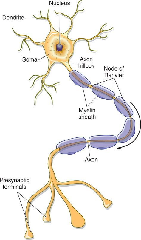 Figure of a myelinated axon labeling the dendrites, nucleus, soma, axon hillock, myelin sheaths, nodes of Ranvier, axon, and presynaptic terminals. Nervous System Anatomy, Health And Food, Sistem Saraf, Biology Projects, Study Biology, Biology Classroom, Basic Anatomy And Physiology, Nurse Study Notes, Food Education