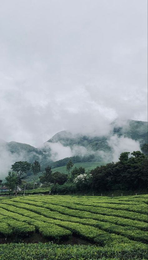 Munnar Photography Kerala, Munnar Photography, Nature Photography Quotes, Coffee Artwork, Cool Galaxy Wallpapers, Gorgeous Doors, Night Biking, Phone Background Patterns, Munnar