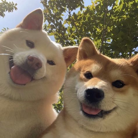 Shiba Inu Matching Pfp, Shiba Inu Aesthetic, This Or That My Type, Shiba Inu Cute, Shiba Dog, Cute Shiba, Japanese Dogs, Shiba Inu Puppy, Shiba Inu Dog