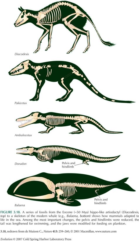 Scientific Illustration : Photo Whale Evolution, Skeleton Diagram, Animal Skeletons, Ancient Animals, Paleo Art, Animal Anatomy, Extinct Animals, Types Of Animals, Charles Darwin